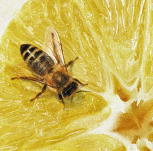 Carica l'immagine nel visualizzatore di Gallery, Italian Citrus