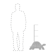 Carica l'immagine nel visualizzatore di Gallery, TURTLE CARRY BOOKCASE WHITE