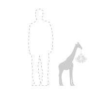 Carica l'immagine nel visualizzatore di Gallery, GIRAFFE IN LOVE XS WHITE